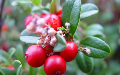Gaultherie Essential Oil