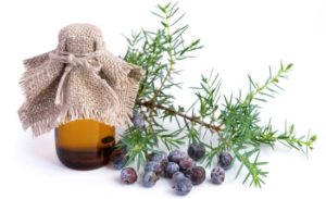 Juniper Essential Oil