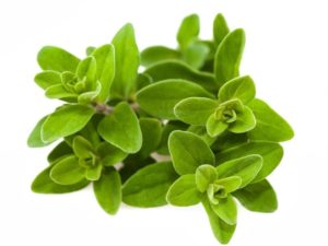 Marjoram 