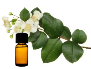 Myrtle Essential Oil