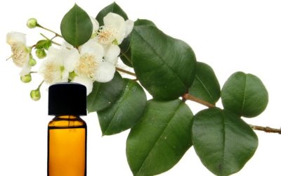 Myrtle Essential Oil