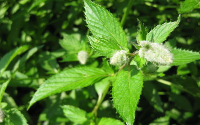 Peppermint Essential Oil