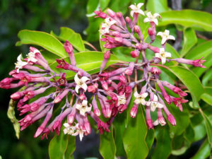 Sandalwood Essential Oil