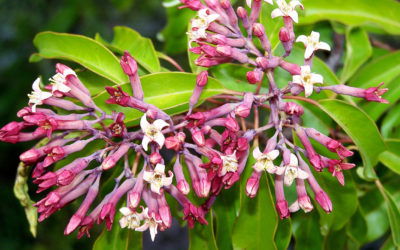 Sandalwood Essential Oil