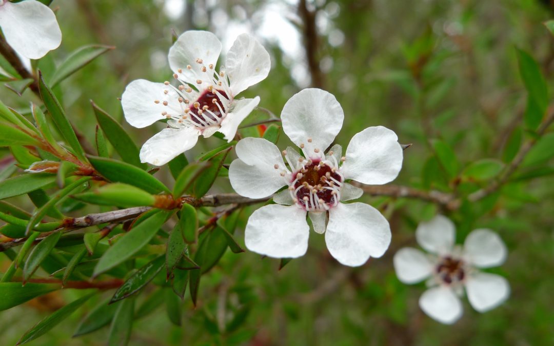 Tea Tree