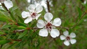 Tea Tree Essential Oil