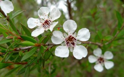 Tea Tree Essential Oil