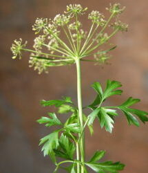 Parsley Essential Oil
