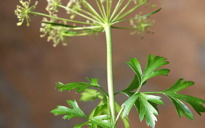 Parsley Essential Oil