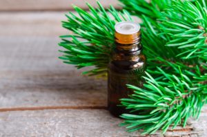 Pine Essential Oil