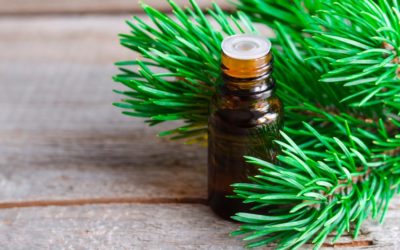 Pine Essential Oil