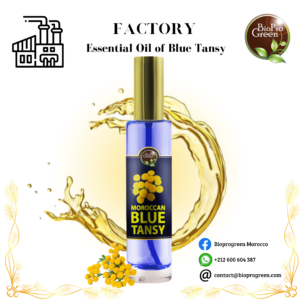 Blue Tansy Essentiel Oil for factories