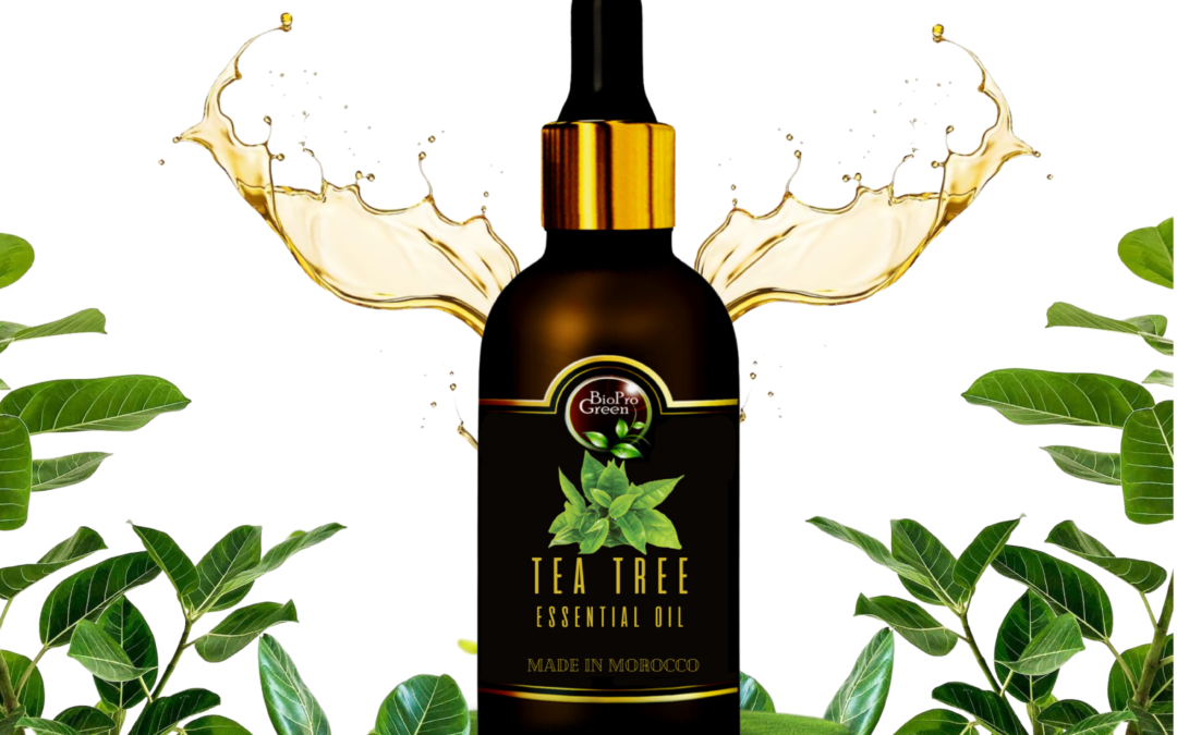 Exportation d’Huile Essentielle de Tea Tree
