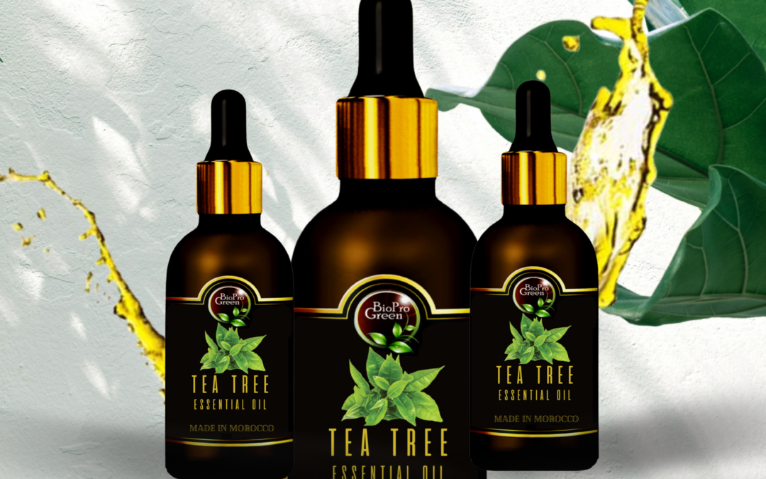 Producteur d’Huile Essentielle de Tea Tree