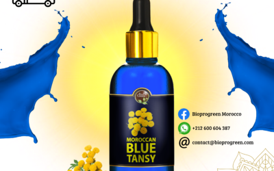 Blue Tansy Oil for Supplier