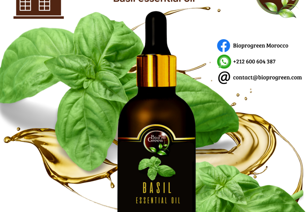 Basil essential oil for manufacturer