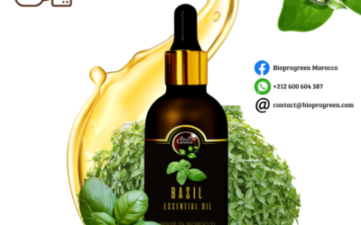 Basil essential oil for exporter