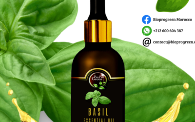Basil essential oil for factory