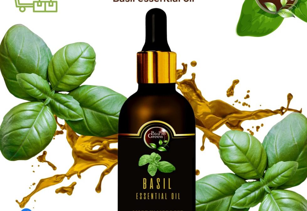 Basil essential oil for bulk seller