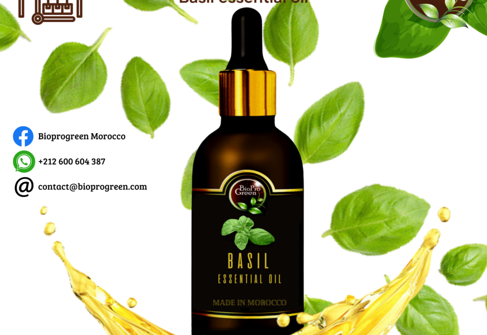 Basil essentia oil for wholesale and bulk seller