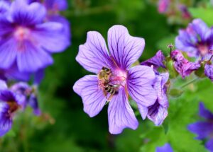 Geranium Oil