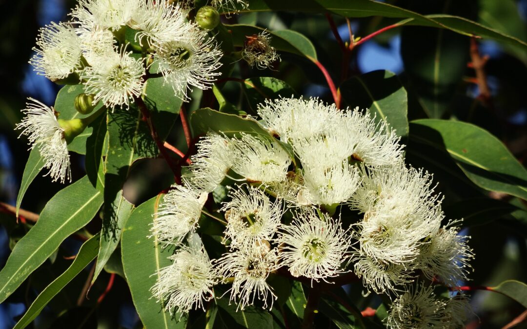 Huile Essentielle d’Eucalyptus Globulus