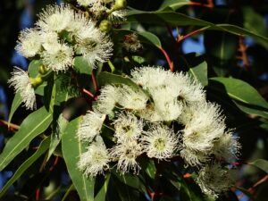 Huile Essentielle d’Eucalyptus Globulus