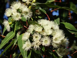 Eucalyptus globulus essential oil