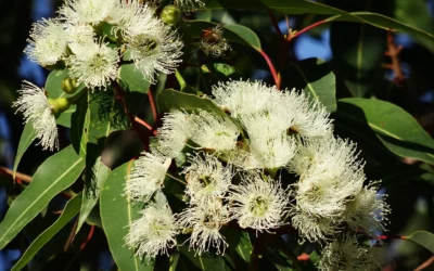 Huile essentielle d’eucalyptus globulus